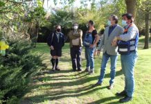 Torres Novas | Proteção Civil e escuteiros colocam armadilhas para vespa asiática