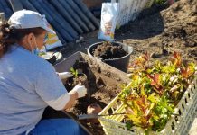 Torres Novas | Município vai plantar mais de 10 000 árvores e arbustos