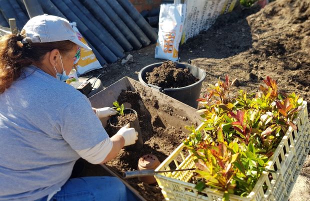 plantas_viveiro_florestal_1 (Large) (2)