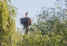 Torres Novas | Município aprova acordo com o ICNF para intervenções no Centro de Interpretação da Reserva Natural do Paul do Boquilobo