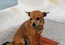 Estou desesperada: O meu cãozinho ainda não apareceu