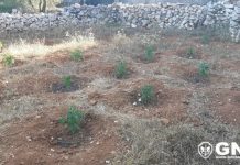 Alcanena | GNR detém homem de 33 anos e apreende 171 plantas de canábis
