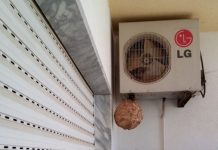 Entroncamento | Câmara diz o que fazer face ao aumento de ninhos de vespa asiática