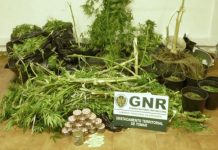 Tomar | GNR detém homem de 31 anos e desmantela estufa de canábis