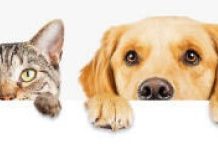 Entroncamento | Esterilização de Animais de Companhia decorre até 30 novembro