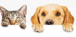 ProgramaApoioEsterilizacao (3)