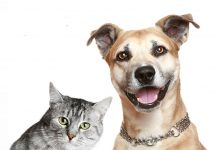 Vila Nova da Barquinha | Município aprova apoio à esterilização de animais de companhia