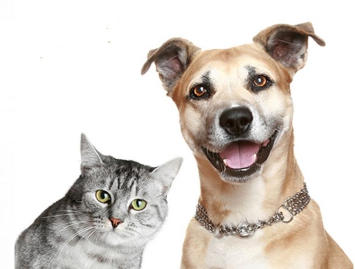 esterilizacao animais 2021.1