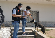 Tomar | PSP resgata animal de companhia por maus-tratos