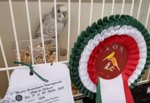 Criador de periquitos do Entroncamento | João Santiago conquista 4 primeiros lugares na 6ª Mostra Ornitológica Internacional