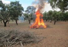 Proteção Civil proíbe queimadas até dia 1 de fevereiro