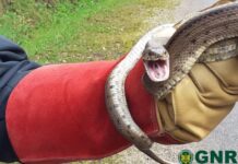 Ferreira do Zêzere | GNR recolhe cobra-de-escada