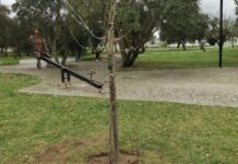 Rotary Clube planta árvores com a colaboração das Câmaras do Entroncamento, Barquinha e Golegã