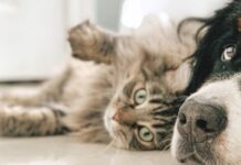 Torres Novas | Município disponibiliza 5 000 euros para esterilização de animais de companhia