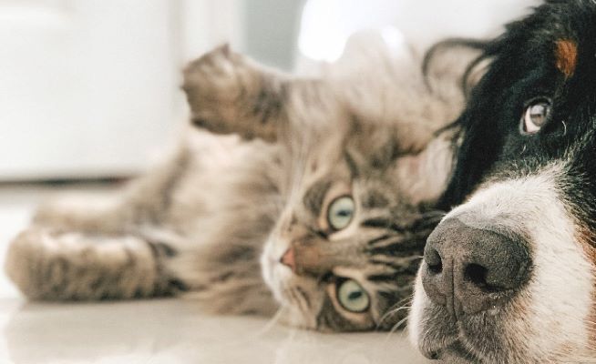 Programa esterilizacaoCorte-2022_FINAL_cartaz