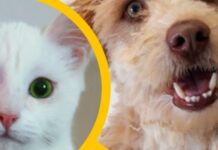 Torres Novas | Canil Intermunicipal | 356 esterilizações e 242 animais adotados em 2021