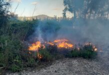 Entroncamento | Fogo florestal junto ao Parque do Bonito combatido prontamente