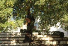 Tomar | Associação 30POR1LINHA preocupada com obras de requalificação da Biblioteca Municipal e com os danos que possam causar ao carvalho Jorge Paiva