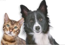 Entroncamento | Esterilização de Animais de Companhia a decorrer até 31 de outubro de 2022