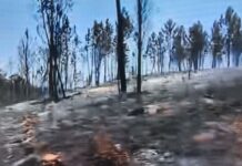 Risco de incêndios rurais | País deixou de estar em situação de alerta