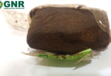 Torres Novas | Detido homem de 37 anos na posse de 48 doses de haxixe