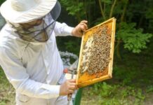 Santarém recebe o Fórum Nacional de Apicultura e a Feira Nacional do Mel