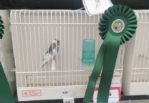 Entroncamento | João Santiago Lopes com mais um periquito campeão e um 2ª lugar no Mundial em Itália