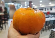 Entroncamento | Laranja com 800g na Quinta das Vendas