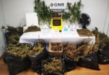 Torres Novas | Mulher de 61 anos detida na posse de mais de 4 000 doses de canábis