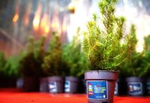 Chamusca | Vai devolver 1000 pinheiros de Natal à Natureza, no dia 28 de janeiro