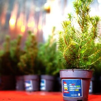 2023_01_18_Chamusca_Campanha Pinheiro de Natal_Devolver à Natureza