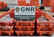 Nazaré | Apreensão de mais de 150 quilos de polvo-vulgar