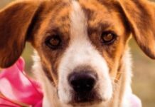 Torreshopping promove a adoção responsável de amigos com 4 patas