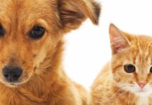 Entroncamento | Programa de Apoio à Esterilização de Animais de Companhia a decorrer até 30 novembro de 2023