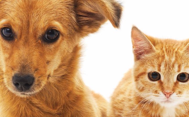 cartaz-ESTERILIZAÇÃO-ANIMAIS_2019_01-01