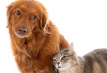 Torres Novas | Programa de Apoio à Esterilização de Animais de Companhia