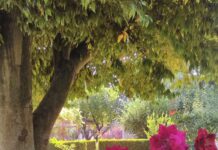 A flora camoniana em Constância | José Luz