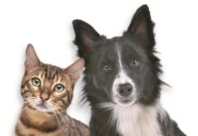 Entroncamento | Programa de Apoio à Esterilização de Animais de Companhia