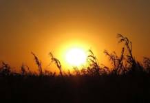 Distrito de Santarém em perigo máximo de incêndio perante semana acima dos 40 graus