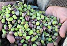 Abrantes: Produção de azeite incentivada pelo município de forma comunitária