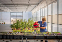 Abrantes: Viveiro municipal ganha nova estufa