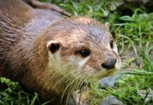 VN Barquinha: lontras avistadas a “brincar” no Tejo (vídeo)