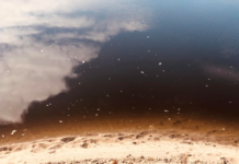 Região: Movimento proTEJO envia carta aberta ao Ministro da Agricultura e Pescas e à Ministra do Ambiente e da Energia