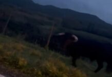 Chamusca: Touros à solta perto de Ulme deixam população em alerta