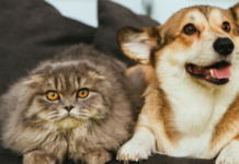 Torres Novas: Programa de apoio à esterilização de animais de companhia 2025