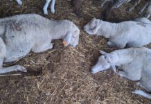 Doença da língua azul: CONFRAGI e FENAPERCUÁRIA apelam ao governo para que não deixe nenhum produtor pecuário para trás