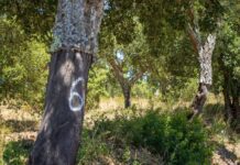 Abrantes: Hasta pública para a alienação de cortiça municipal