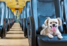 Entroncamento: Primeiro comboio exclusivo para animais vai arrancar em Maio