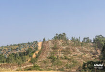 Município de Torres Novas reconverte eucaliptal em Meia Via para povoamento florestal autóctone e resiliente