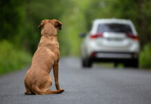 GNR alerta para crimes de abandono e maus-tratos no Dia Internacional do Animal Abandonado